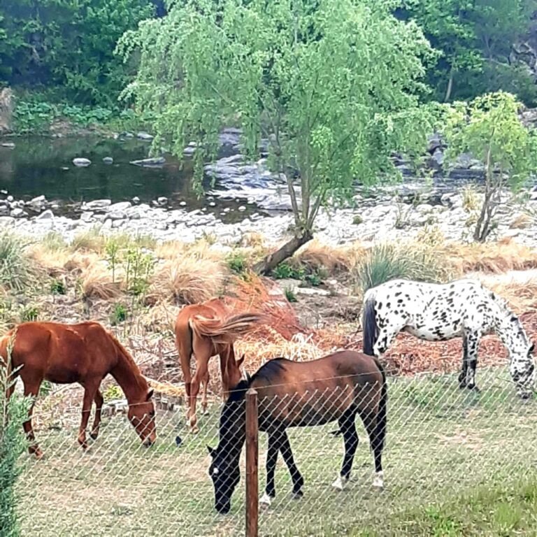 MIRALRIO (4)